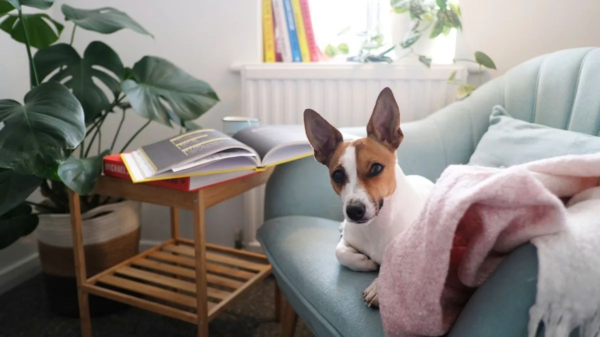 Chien assis maison : 10 astuces pour aménager vos combles